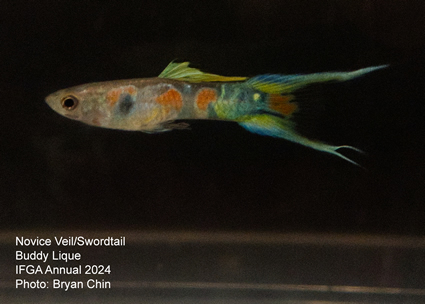 guppy double swordtail